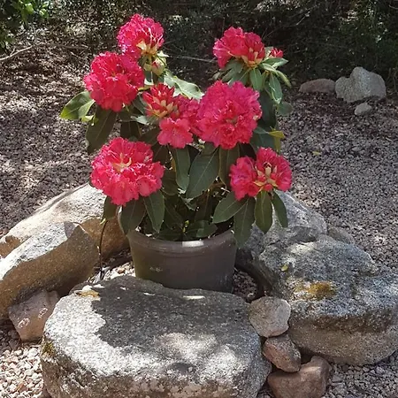 Maison Avec Piscine Chauffée Porto Vecchio