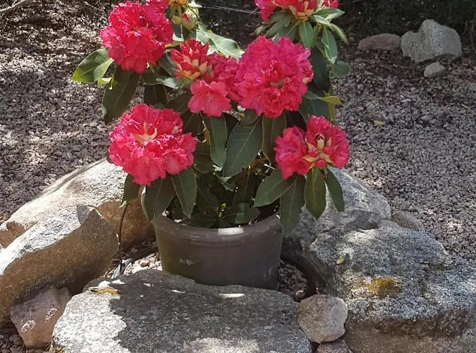 Maison Avec Piscine Chauffee Porto-Vecchio (Corsica)